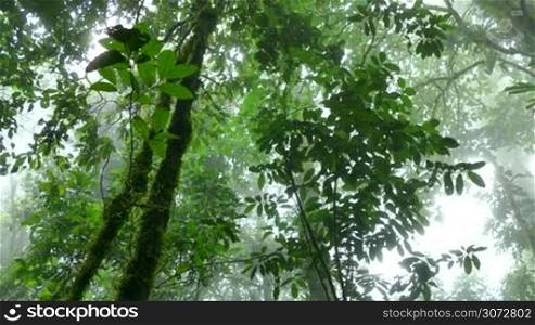 View of Tenorio Volcano National Park, Costa Rica, Central America. Nature, wilderness, natural landscape, environment protection, jungle, forest, rainforest, trees, fog, mist, haze