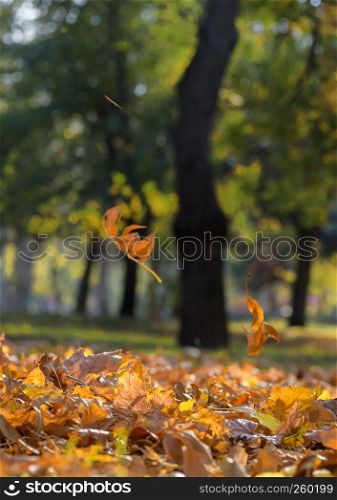 view of the autumn city park with trees and dry yellow leaves on the ground