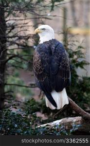 View of the back of an American Bald Eagle sitting on branch looking to the left