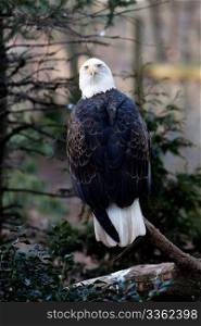 View of the back of an American Bald Eagle sitting on branch looking backwards