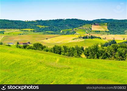 View of the beautiful hilly tuscan field with farm land, the vineyard and the meadow of flowers in Valdorcia, Italy