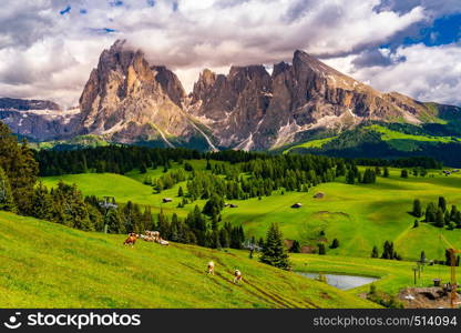 View of the beautiful Langkofel group of the Dolomites and The Seiser Alm with the flock of cows grazing on the hill in South Tyrol, Italy
