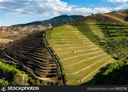 View of the beautifull Torto river valley with vineyards and terraced slopes in the Douro Region, famous Port Wine Region, Portugal.