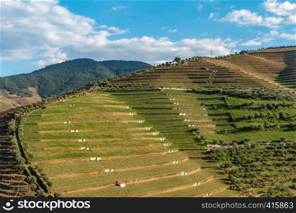View of the beautifull Torto river valley with vineyards and terraced slopes in the Douro Region, famous Port Wine Region, Portugal.