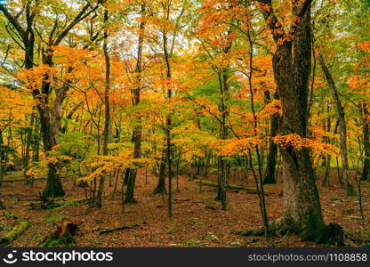 View of the colorful foliage of autumn season forest with the colorful falling leaves on the ground in Nikko City, Tochigi Prefecture, Japan.
