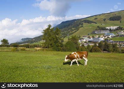 View of the cow grazing in the country of Compatsch in asunny day