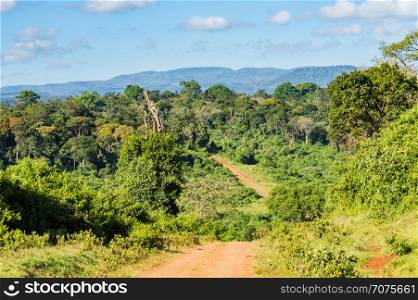 View of the forest and the mountains of Aberdare Park in central Kenya. View of the forest and the mountains