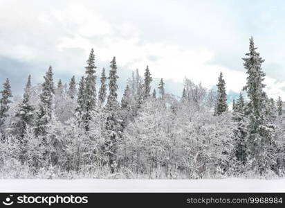 View of the frozen pinetree forest in winter, many of snow. View of the frozen pinetree forest in the snow