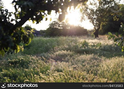 view of the garden in the rays of the evening sun 