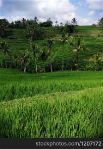 View of the green rice fields in Bali Indonesia