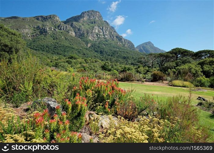 View of the Kirstenbosch botanical gardens against the backdrop of Table mountain, Cape Town, South Africa