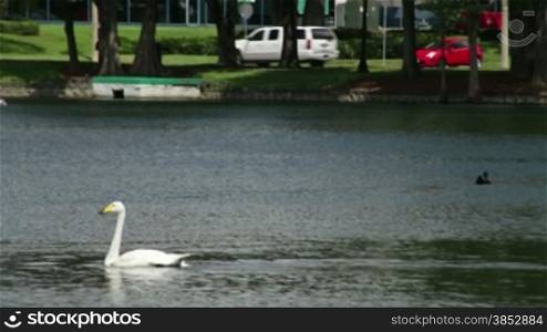 View of the lake with its swans and cars driving.Located on Rosalind Avenue in Orlando, Florida, the Lake Eola Park is a popular meeting place. The picturesque recreational area is famous for the Linton E. Allen Memorial Fountain.