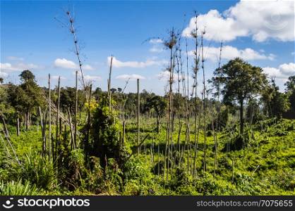 View of the lush vegetation of Aberdare Park in central Kenya. View of the lush vegetation of Aberdare
