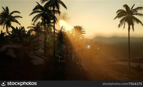 view of the palm trees in fog at sunset. View of the Palm Trees in Fog