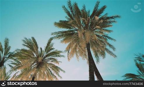 view of the palm trees passing by under blue skies