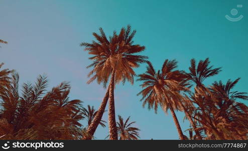 view of the palm trees passing by under blue skies