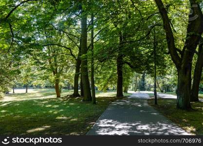View of the path between green trees in a public park on a sunny day