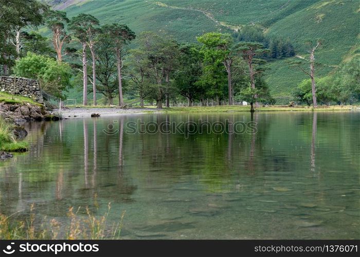 View of the pine trees at Buttermere