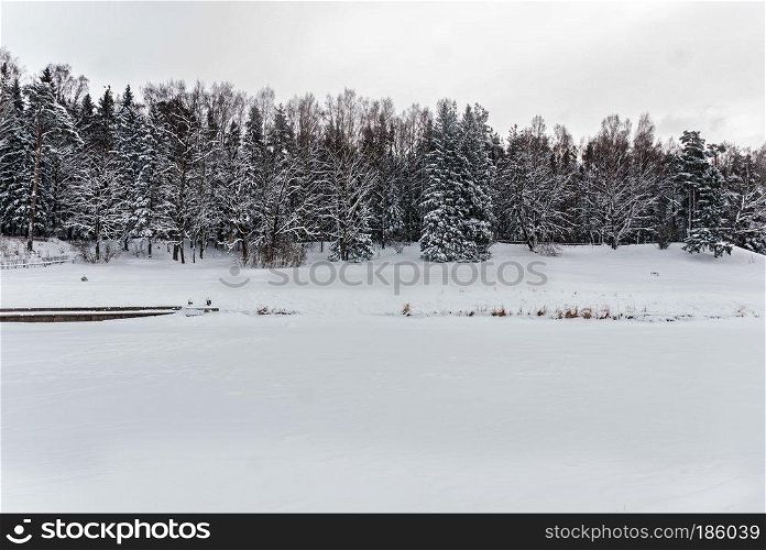 View of the river under the ice and forest. Winter landscape