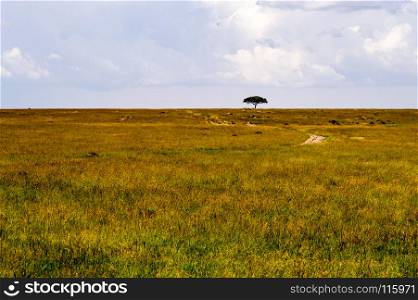 View of the savannah in Maasai Mara Park . View of the savannah in Maasai Mara Park Kenya
