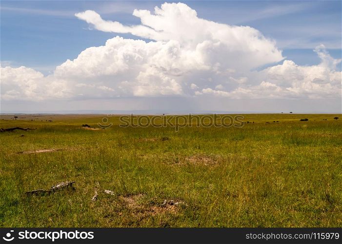 View of the savannah in Maasai Mara . View of the savannah in Maasai Mara Park Kenya