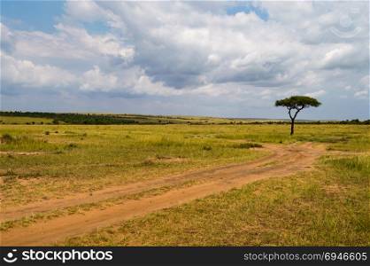 View of the savannah in Maasai Mara. View of the savannah in Maasai Mara Park Kenya