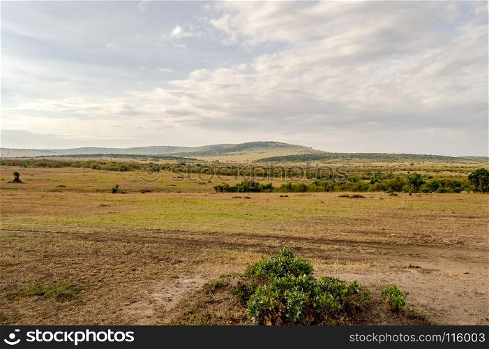 View of the savannah . View of the savannah in Maasai Mara Park Kenya