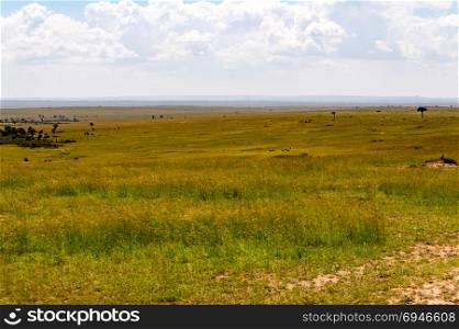 View of the savannah . View of the savannah in Maasai Mara Park Kenya