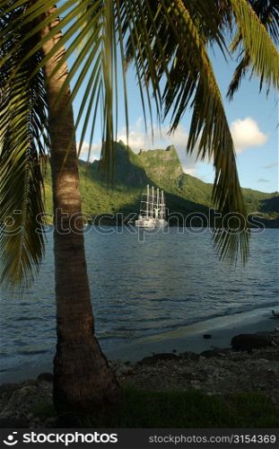 View of the sea from a beach, Moorea, Tahiti, French Polynesia, South Pacific