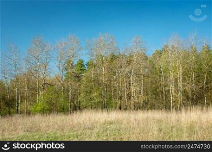 View of the spring forest on a beauty sunny day, Zarzecze, Poland
