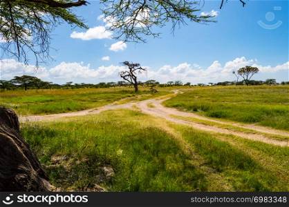 View of the trails and savannah of Samburu Park in central Kenya. View of the trails and savannah