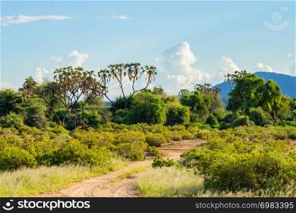 View of the trails and savannah of Samburu Park in central Kenya. View of the trails and savannah of Samburu