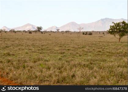 View of the Tsavo East savanna. View of the Tsavo East savannah . View of the Tsavo East savannah in Kenya with the mountains in the background