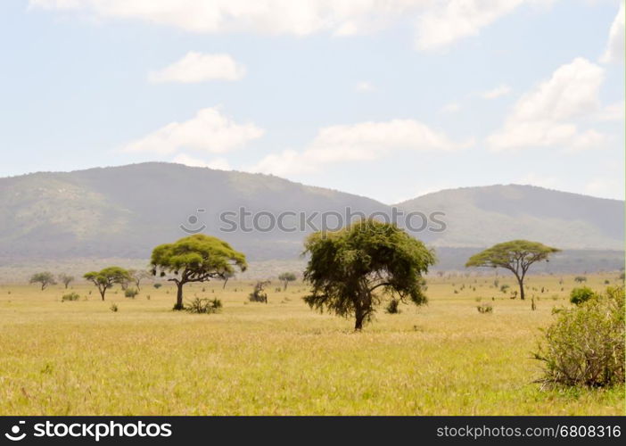 View of the Tsavo East savannah . View of the Tsavo East savannah in Kenya with the mountains in the background