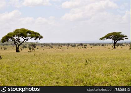 View of the Tsavo East savannah . View of the Tsavo East savannah in Kenya with the mountains in the background