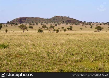 View of the Tsavo East savannah . View of the Tsavo East savannah in Kenya with the mountains in the background
