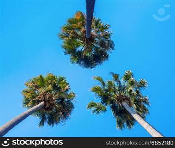 View of three palms from below on a sky background