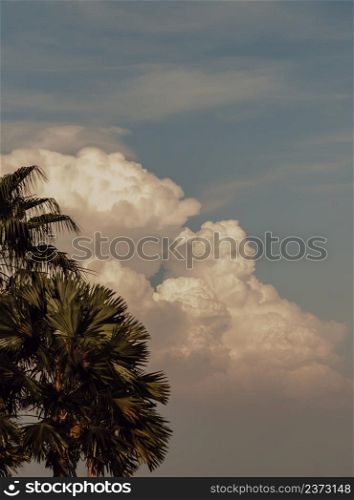 View of Toddy palm against soft blue skies and Beautiful clouds as the background. Natural scenery, Space for text, Selective focus