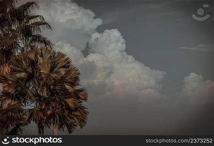 View of Toddy palm against soft blue skies and Beautiful clouds as the background. Natural scenery, Space for text, Selective focus