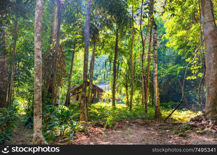 View of traditional wooden house among tropical jungle forest with green trees