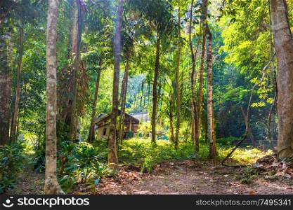 View of traditional wooden house among tropical jungle forest with green trees