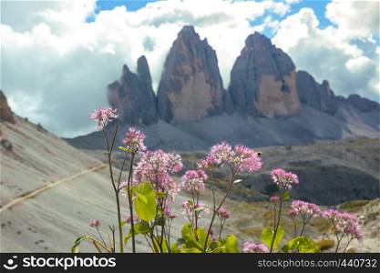 view of Tre Cime di Lavaredo with pink flowers. Dolomites, Italy.