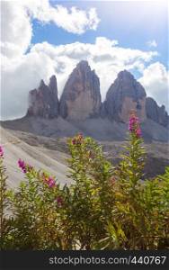 view of Tre Cime di Lavaredo with pink flowers. Dolomites, Italy.