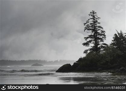 View of trees at coastline, Pacific Rim National Park Reserve, British Columbia, Canada
