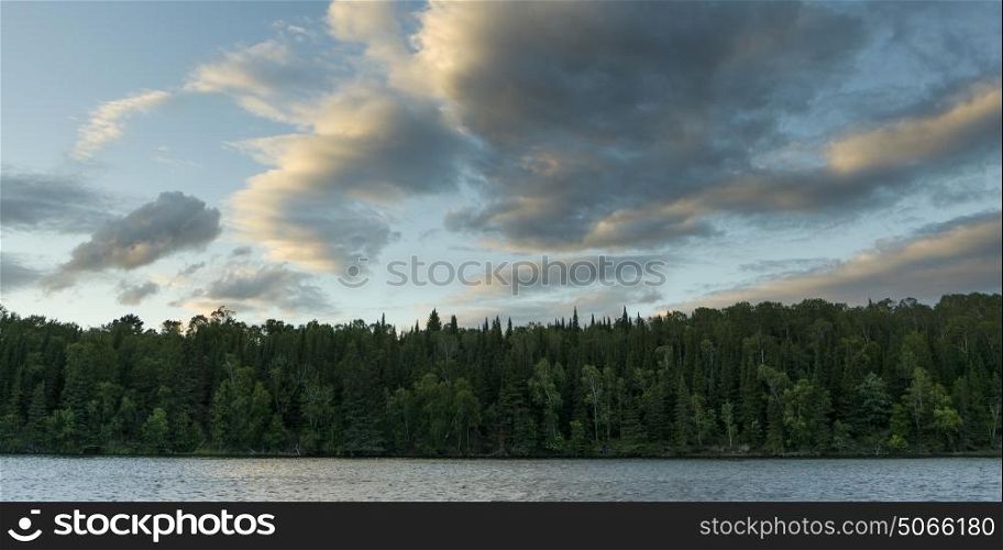 View of trees at lakeside, Lake of The Woods, Ontario, Canada