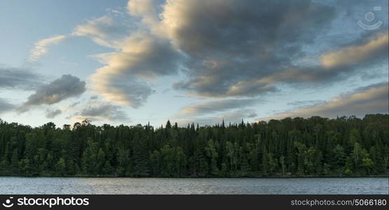 View of trees at lakeside, Lake of The Woods, Ontario, Canada