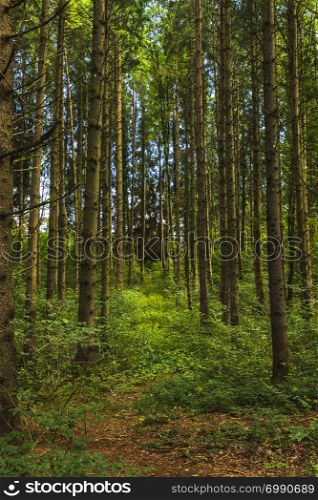 View of trees from inside a forest