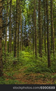 View of trees from inside a forest