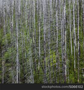 View of trees in a forest, Glacier National Park, Glacier County, Montana, USA