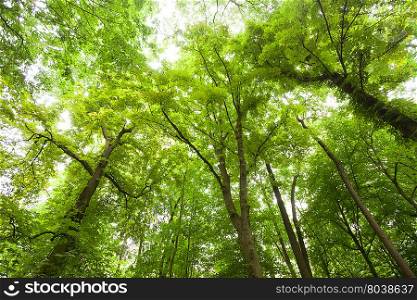 View of trees in forest looking up, wide angle